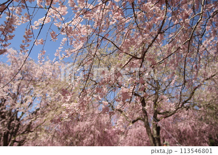 空と木 空と木 113546801