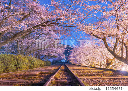 蹴上インクライン　夜桜 113546814