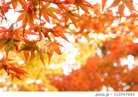 もみじ横 113547093