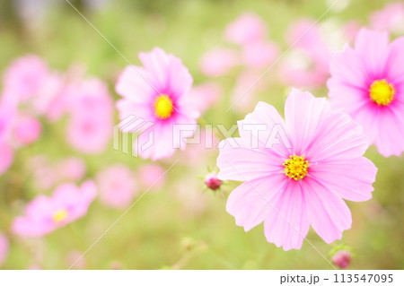 コスモス横 113547095