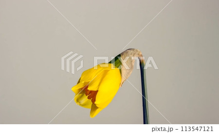 Close up of a blooming yellow narcissus on a blurred background Close up of a blooming yellow narcissus on a blurred background 113547121