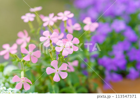 ライトピンクのシレネとベルフラワー 113547371