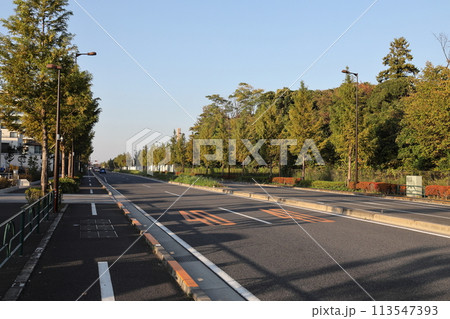 まっすぐな並木道 大通り 直線道路 まっすぐな並木道 大通り 直線道路 113547393