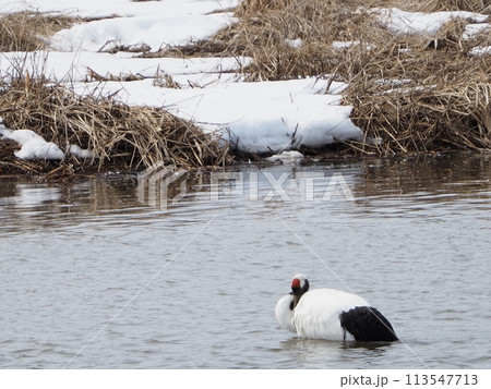 雪景色と丹頂鶴 113547713