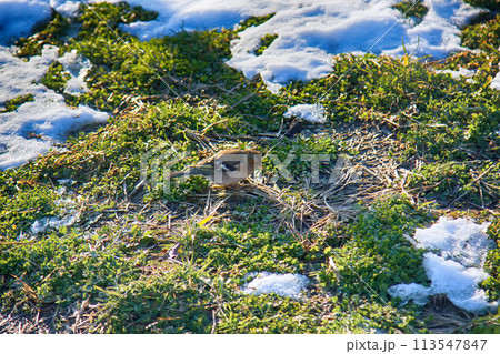 First birds on thawed patches. Chaffinch 113547847