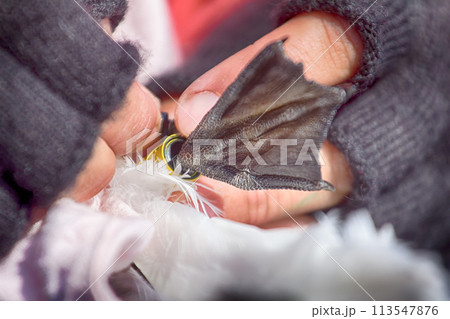 Ornithologist ringed kittiwake and attaches JPS-logger 113547876