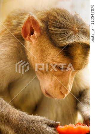 Entertaining portraits of Indian monkey Entertaining portraits of Indian monkey 113547879
