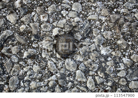 Mutilated corpse of Greek turtle after hitting car Mutilated corpse of Greek turtle after hitting car 113547900