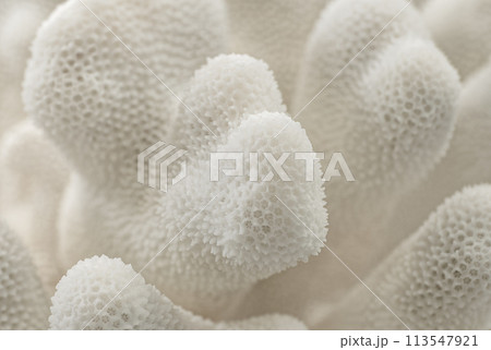 Decorative white coral texture 113547921