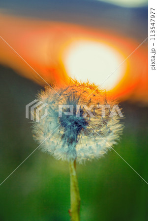 Dandelion silhouette against sunset Dandelion silhouette against sunset 113547977