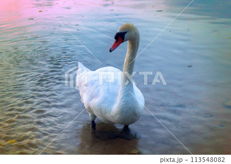 Mute Swan said most beautiful Regal bird 113548082