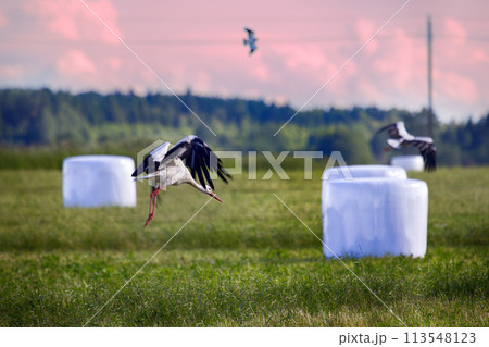 Agricultural landscape with storks, hay vacuum packing 113548123