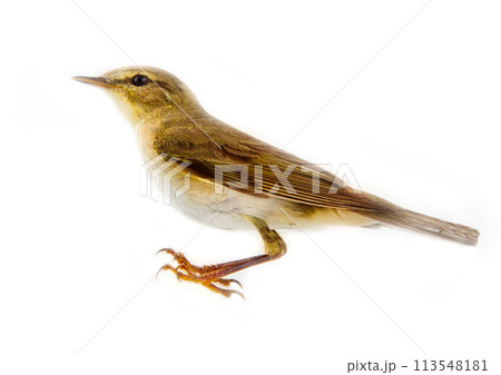 willow warbler (willow wren, Phylloscopus trochilus), on white background 113548181
