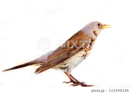 fieldfare (Turdus pilaris) fieldfare (Turdus pilaris) 113548184
