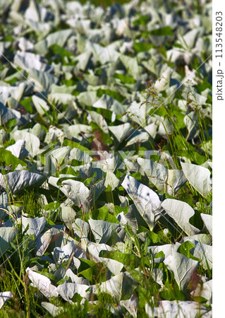 Mosaic white leaf os Butterbur and Horsetai 113548203
