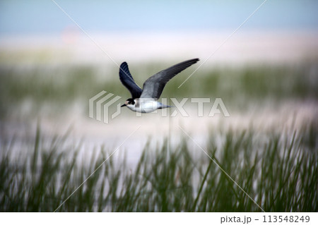 Black tern (Chlidonias nigra, young) Black tern (Chlidonias nigra, young) 113548249