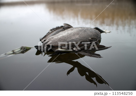 Next reincarnation. Dead black bird with strange feet swinging in water Next reincarnation. Dead black bird with strange feet swinging in water 113548250