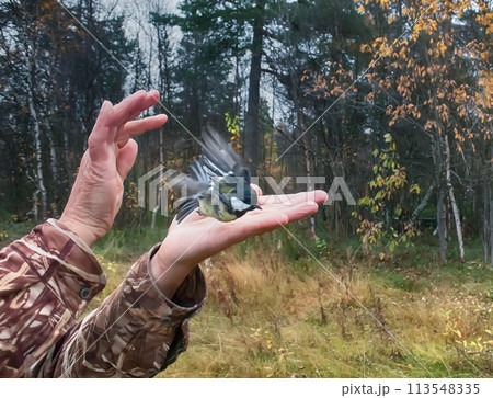 Ornithologist releases ringed bird 113548335