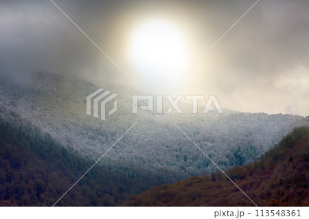 Mountain forest in low cloud and snowfall Mountain forest in low cloud and snowfall 113548361