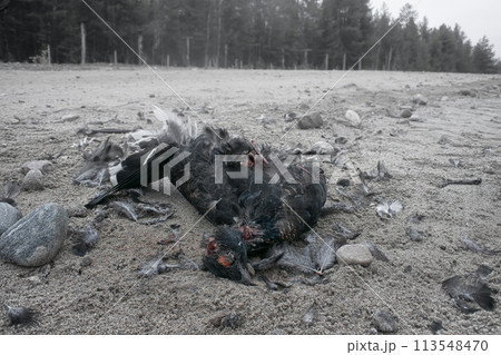 Black Grouse (male) hit by car on roadside 113548470