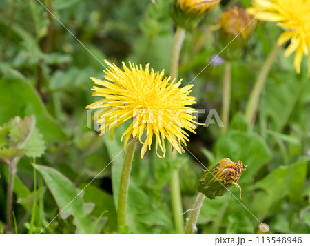 野に咲くタンポポ（在来種） 113548946