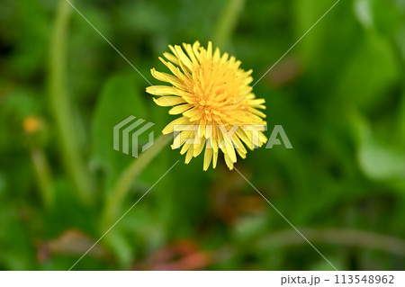 野に咲くタンポポ（在来種） 113548962