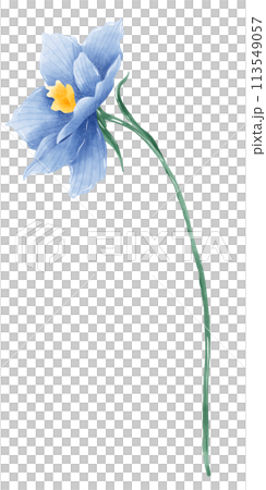 blue delphinium botanical Handdrawn watercolor illustration clipart of detailed Spring Wildflowers meadow bouquets collection Floral arrangements greeting cards wedding invitation Elegant ethereal nat blue delphinium botanical Handdrawn watercolor illustration clipart of detailed Spring Wildflowers meadow bouquets collection Floral arrangements greeting cards wedding invitation Elegant ethereal nat 113549057