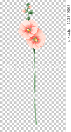 Hollyhock botanical Handdrawn watercolor illustration clipart of detailed Spring Wildflowers meadow bouquets collection Floral arrangements greeting cards wedding invitation Elegant ethereal nature 113549068