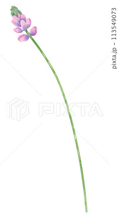 purple Hyacinth botanical Handdrawn watercolor illustration clipart of detailed Spring Wildflowers meadow bouquets collection Floral arrangements greeting cards wedding invitation Elegant ethereal nat 113549073