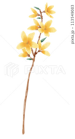 Yellow Magnolia botanical Handdrawn watercolor illustration clipart of detailed Spring Wildflowers meadow bouquets collection Floral arrangements greeting cards wedding invitation Elegant ethereal nat 113549083