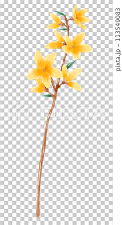 Yellow Magnolia botanical Handdrawn watercolor illustration clipart of detailed Spring Wildflowers meadow bouquets collection Floral arrangements greeting cards wedding invitation Elegant ethereal nat 113549083