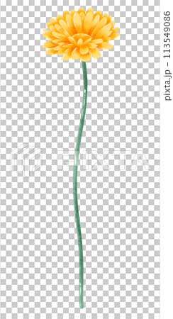 Marigold botanical Handdrawn watercolor illustration clipart of detailed Spring Wildflowers meadow bouquets collection Floral arrangements greeting cards wedding invitation Elegant ethereal nature Marigold botanical Handdrawn watercolor illustration clipart of detailed Spring Wildflowers meadow bouquets collection Floral arrangements greeting cards wedding invitation Elegant ethereal nature 113549086