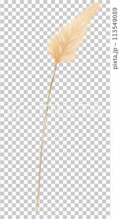 Pampus Grass botanical Handdrawn watercolor illustration clipart of detailed Spring Wildflowers meadow bouquets collection Floral arrangements greeting cards wedding invitation Elegant ethereal nature 113549089