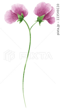 Sweet Pea Pink purple flower Handdrawn watercolor illustration clipart of detailed Spring Wildflowers meadow bouquets collection Floral arrangements greeting cards wedding invitation Elegant ethereal  113549110