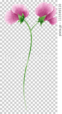 Sweet Pea Pink purple flower Handdrawn watercolor illustration clipart of detailed Spring Wildflowers meadow bouquets collection Floral arrangements greeting cards wedding invitation Elegant ethereal  113549110