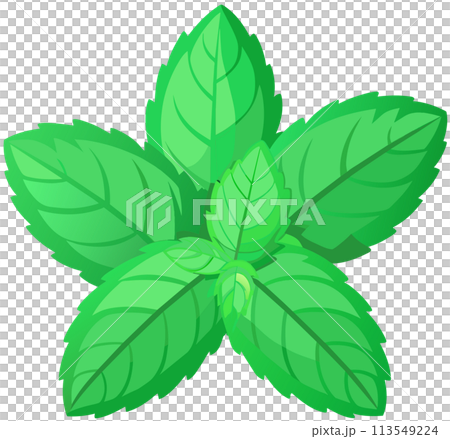 green leaves isolated on white background 113549224
