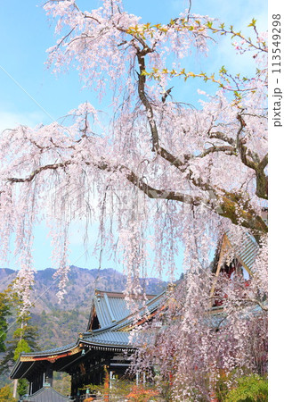 (山梨県)身延山久遠寺、しだれ桜 (山梨県)身延山久遠寺、しだれ桜 113549298