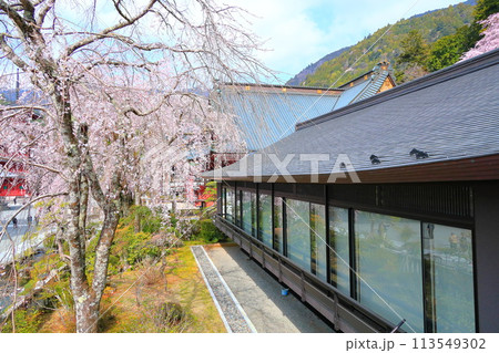 （山梨県）身延山久遠寺、しだれ桜 113549302