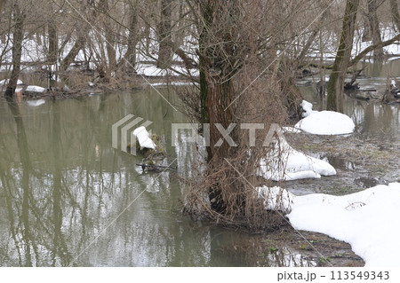 Muddy stream of water in the river. Bushes and trees are covered with snow. Early spring 113549343