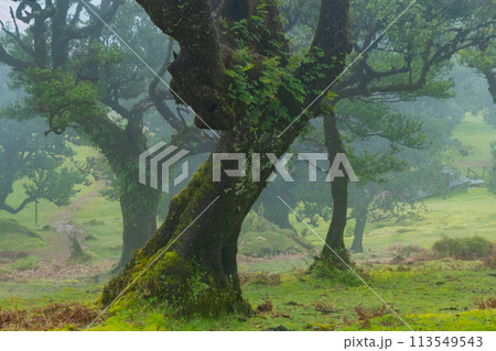 Twisted trees in the fog in Fanal Forest on the Portuguese island of Madeira. Huge, moss-covered trees create a dramatic, scared landscape 113549543