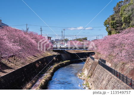 川沿いの咲く春の桜が満開になった掛川城周辺の風景(静岡県) 113549757