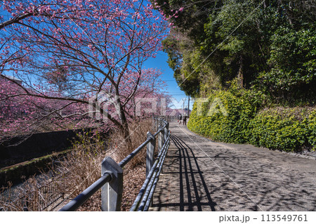 掛川市の川沿いの咲く春の掛川桜が満開になった掛川城周辺の風景(静岡県) 113549761