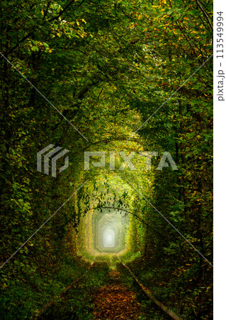 Ukrainian Tunnel of Love and Romantic Green Branch 113549994