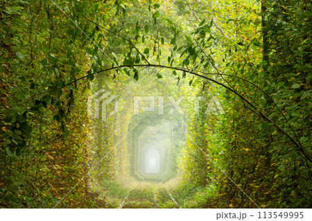 Romantic Green Branch in the Sunny Tunnel of Love 113549995