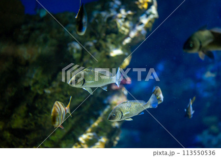 Organisms with fins swimming in fluid in a marine environment Organisms with fins swimming in fluid in a marine environment 113550536