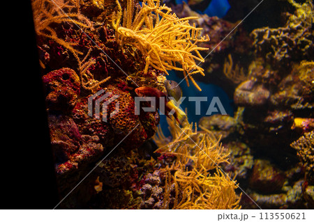 Closeup of a stony coral reef with a fish in the background underwater 113550621
