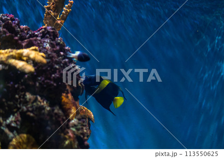 Fish swims near coral reef in underwater diving adventure 113550625