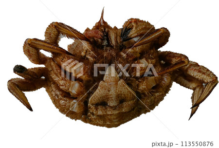 クリ蟹　写真　切り抜き 113550876