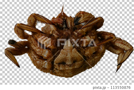 クリ蟹　写真　切り抜き 113550876