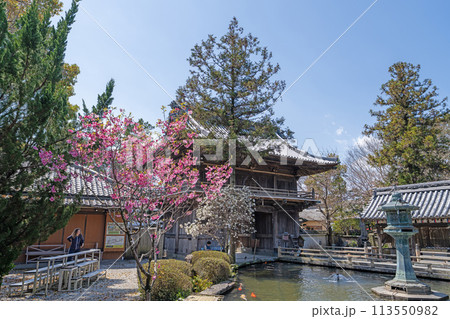 【第1番札所】春の霊山寺【四国八十八箇所】 【第1番札所】春の霊山寺【四国八十八箇所】 113550982